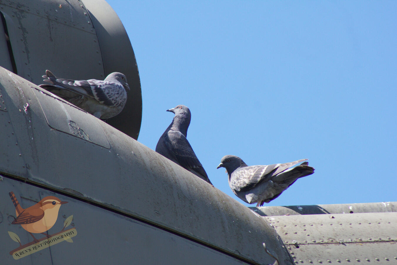 Pigeon Trio