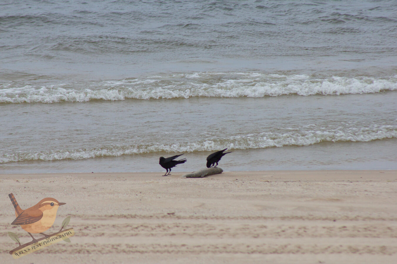 Crows
