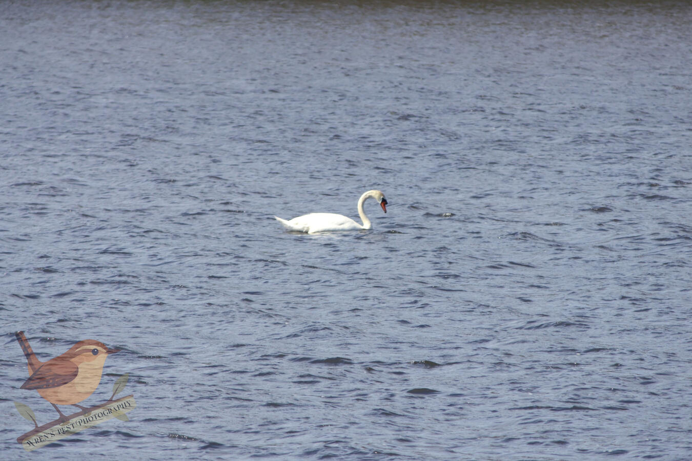 Swan