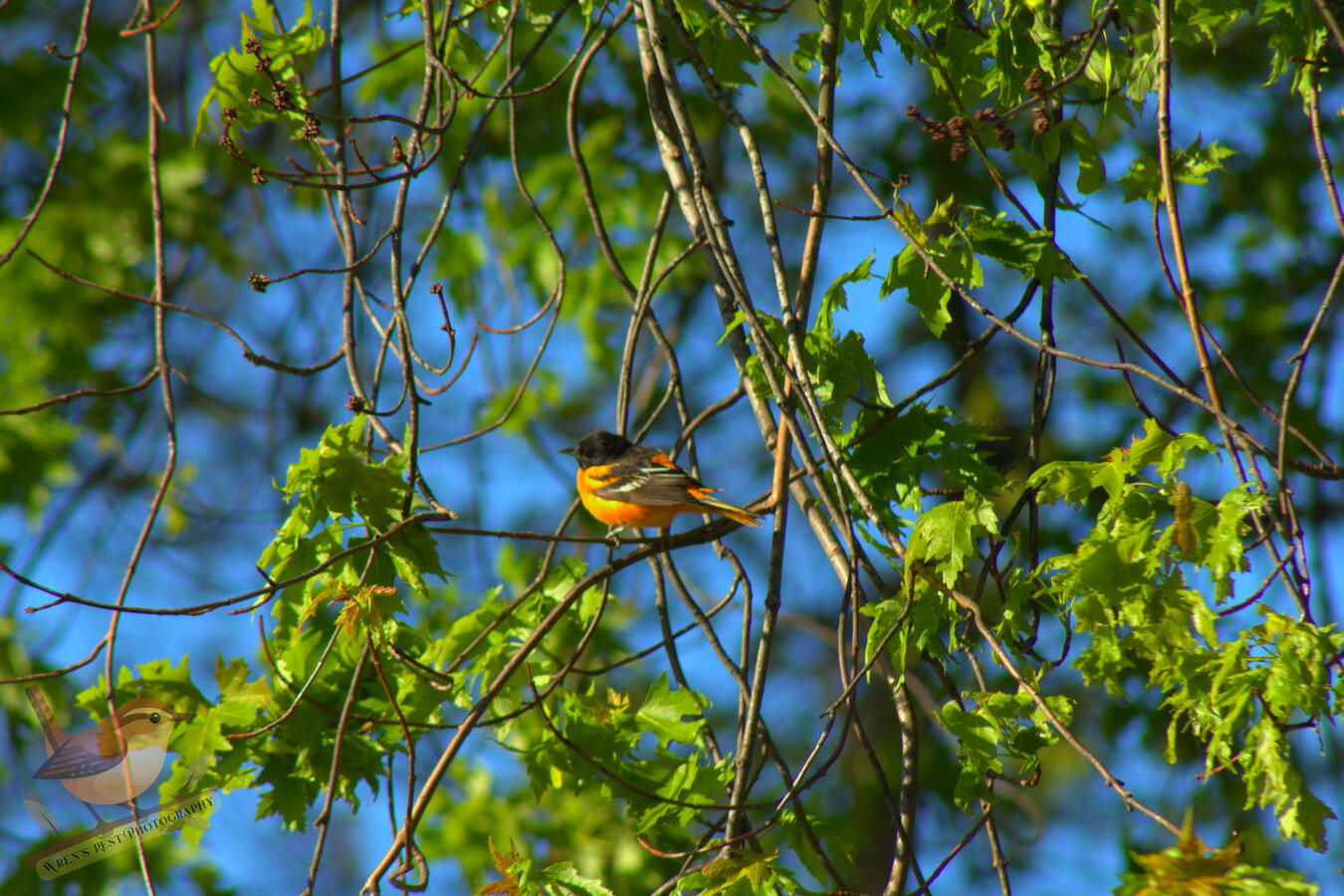 Baltimore Oriole