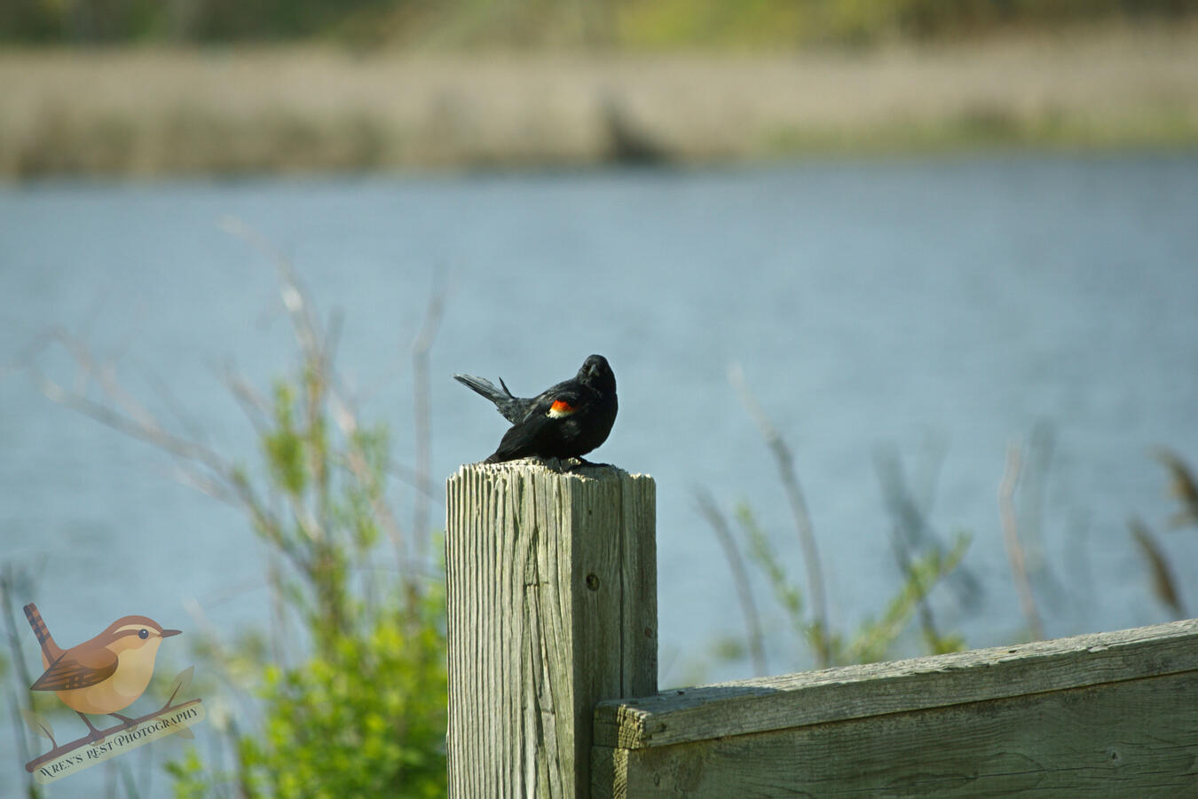 Red-Winged Blackbird