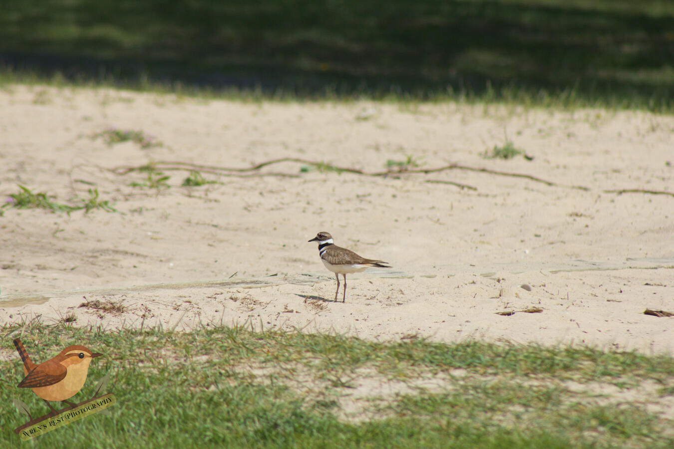 Killdeer