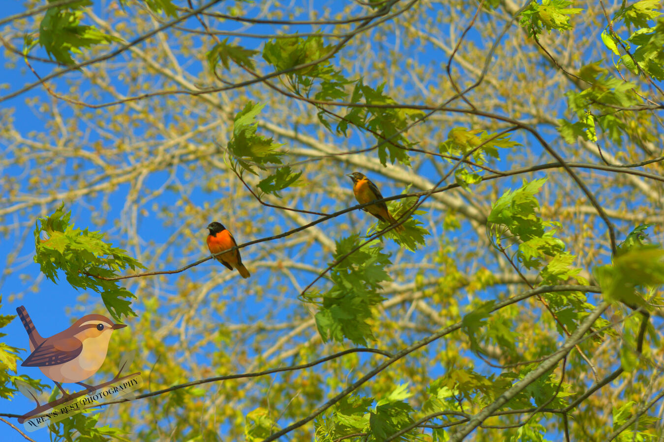 Oriole Pair