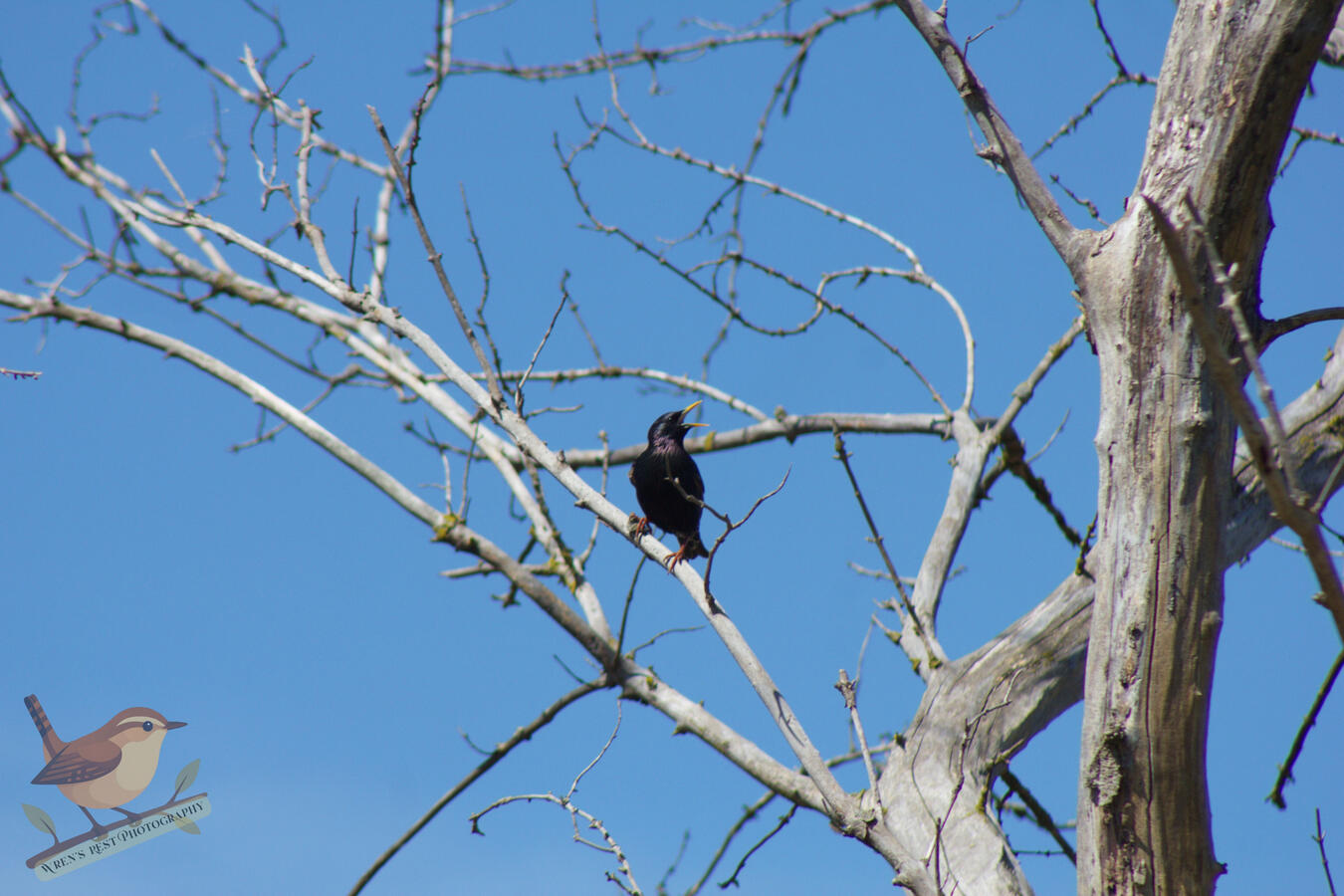 European Starling