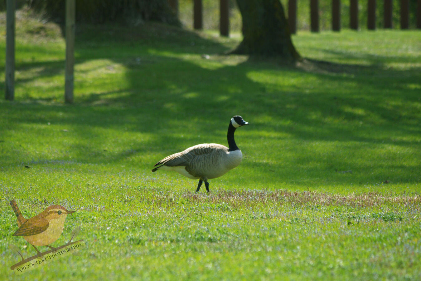 Canadian Goose