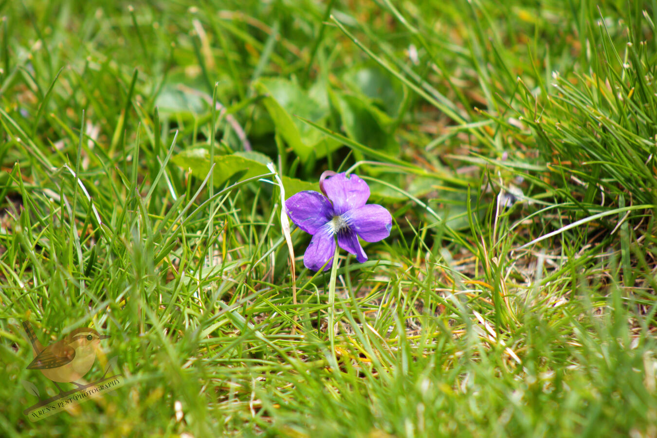 Violet