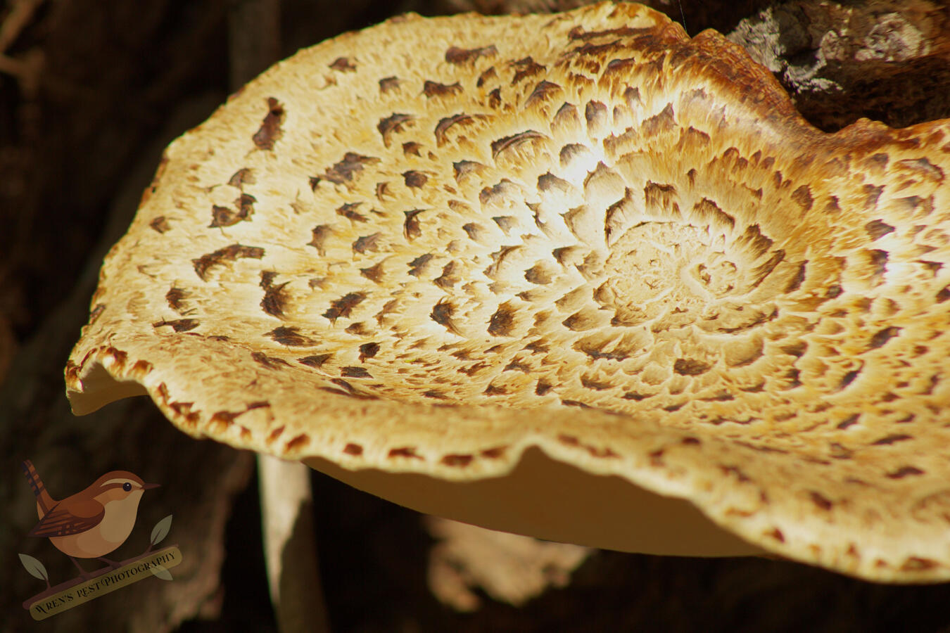 Dryad's Saddle
