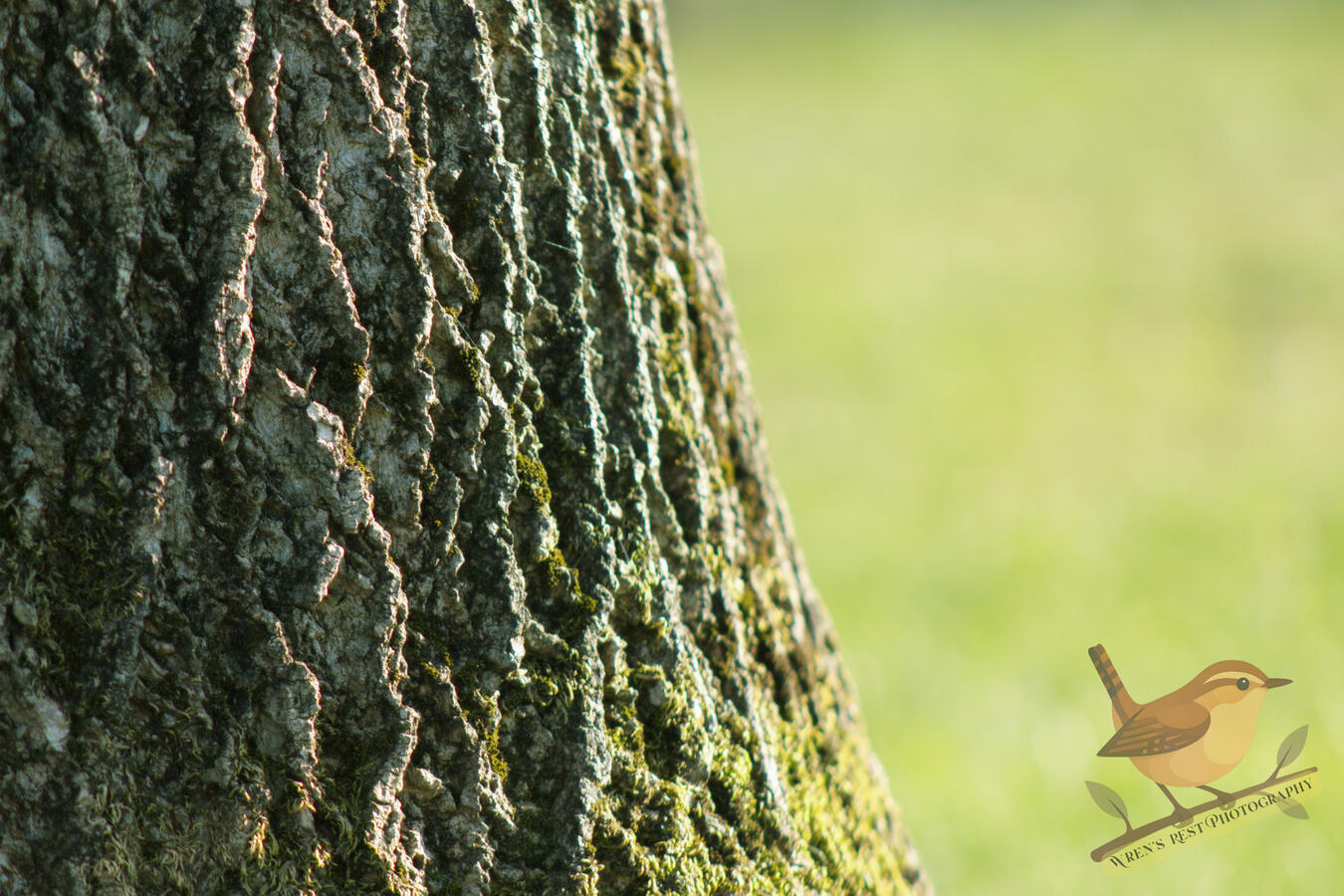 Mossy Red Oak