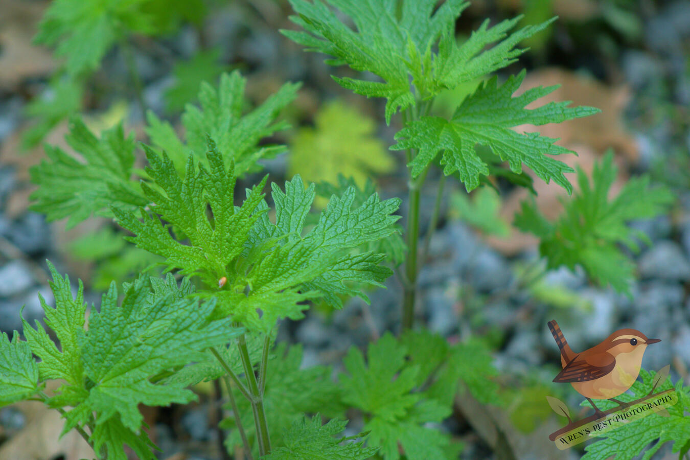 Motherwort