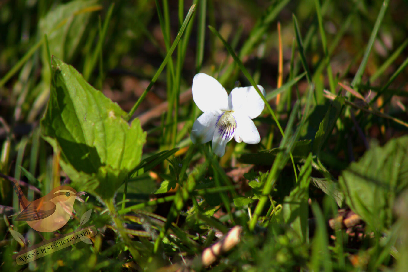 White Violet