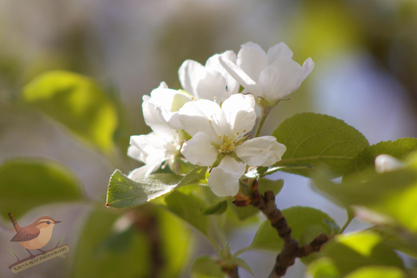 Apple Blossom