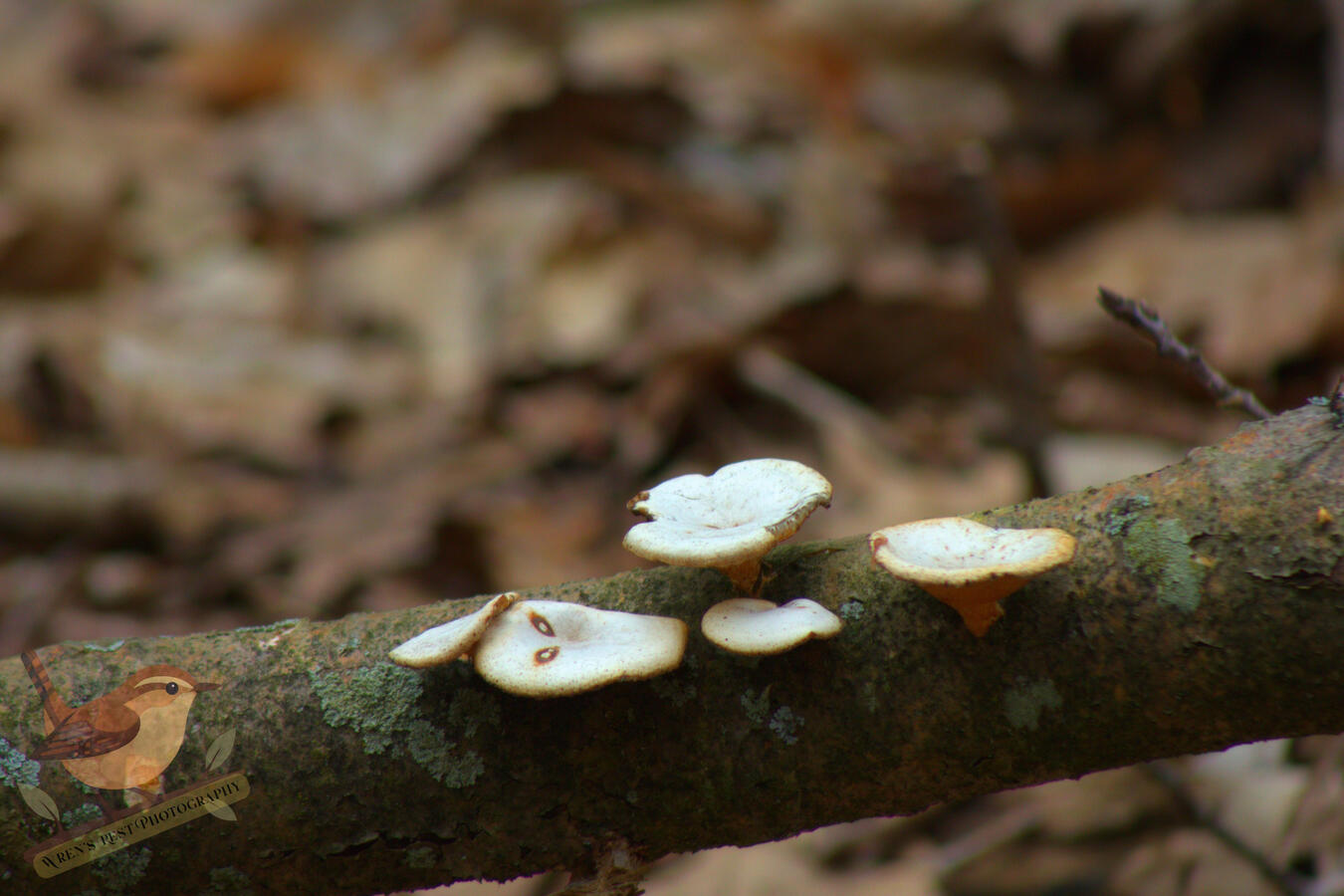 Polypore