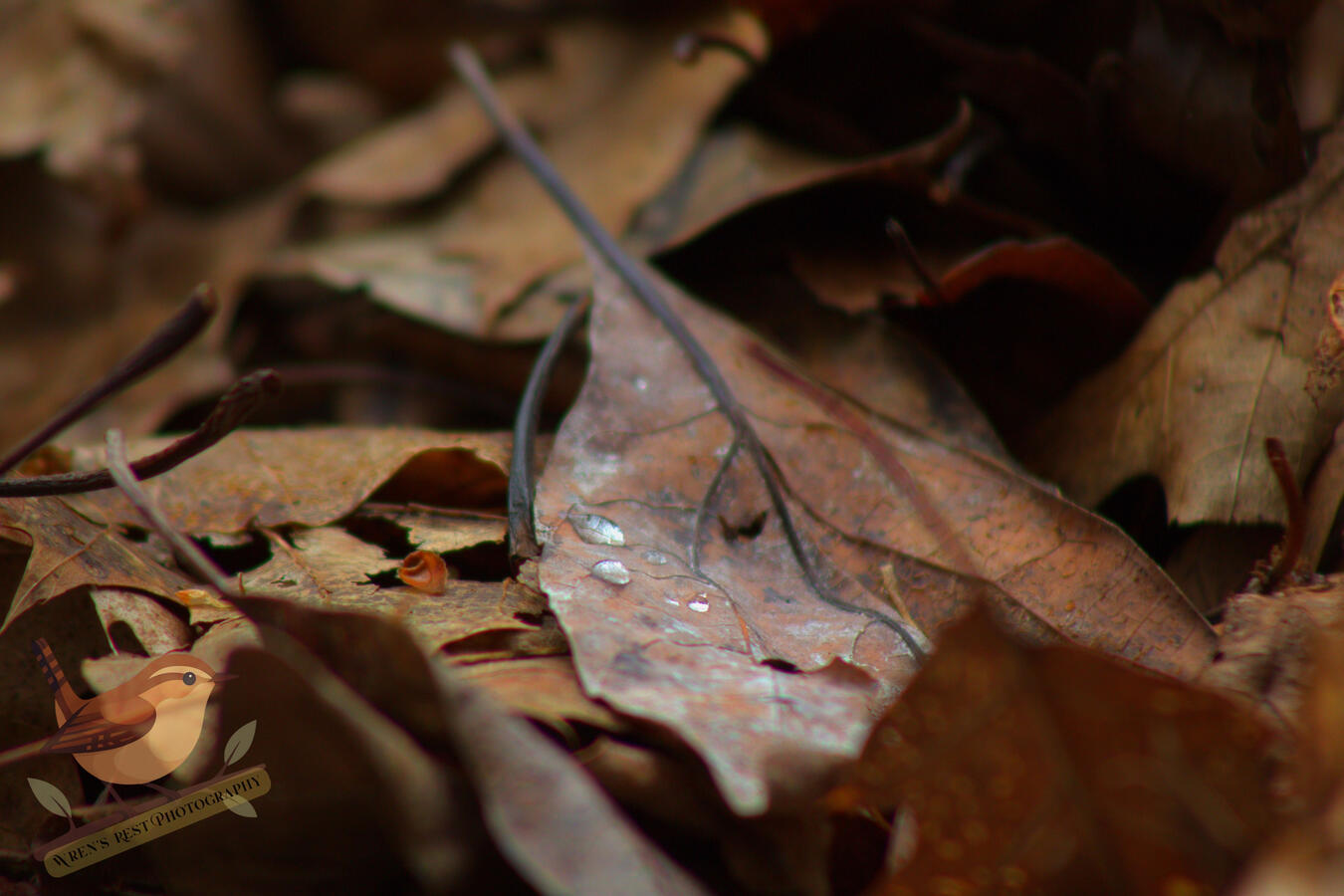 Leaf Litter
